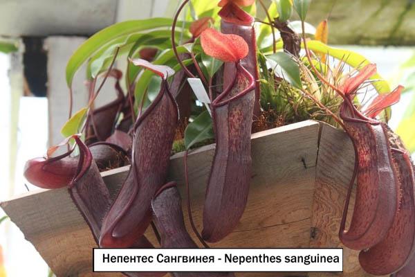 Непентес Сангвинея - Nepenthes sanguinea