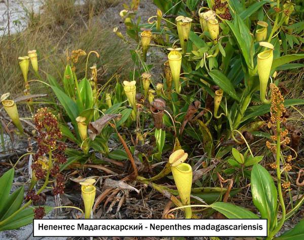 Непентес Мадагаскарский - Nepenthes madagascariensis