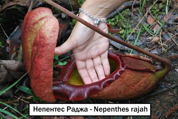 Непентес Раджа - Nepenthes rajah
