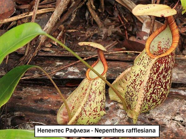 Непентес Рафлези - Nepenthes rafflesiana