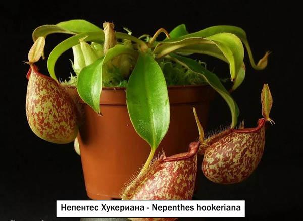 Непентес Хукериана - Nepenthes hookeriana