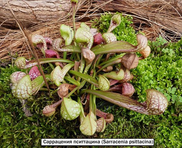 Саррацения пситтацина (Sarracenia psittacina)