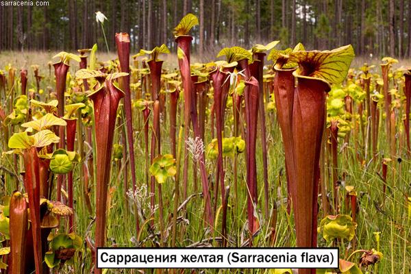 Саррацения желтая (Sarracenia flava)