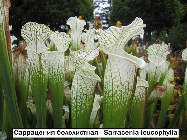 Саррацения белолистная - Sarracenia leucophylla