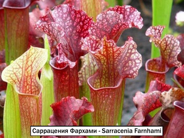Саррацения Фархами - Sarracenia Farnhami