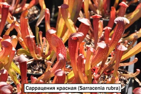 Саррацения красная (Sarracenia rubra)