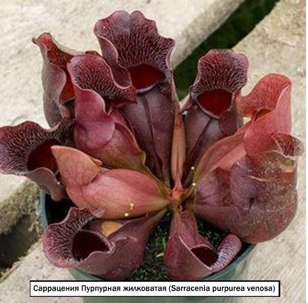 Саррацения Пурпурная жилковатая (Sarracenia purpurea venosa)