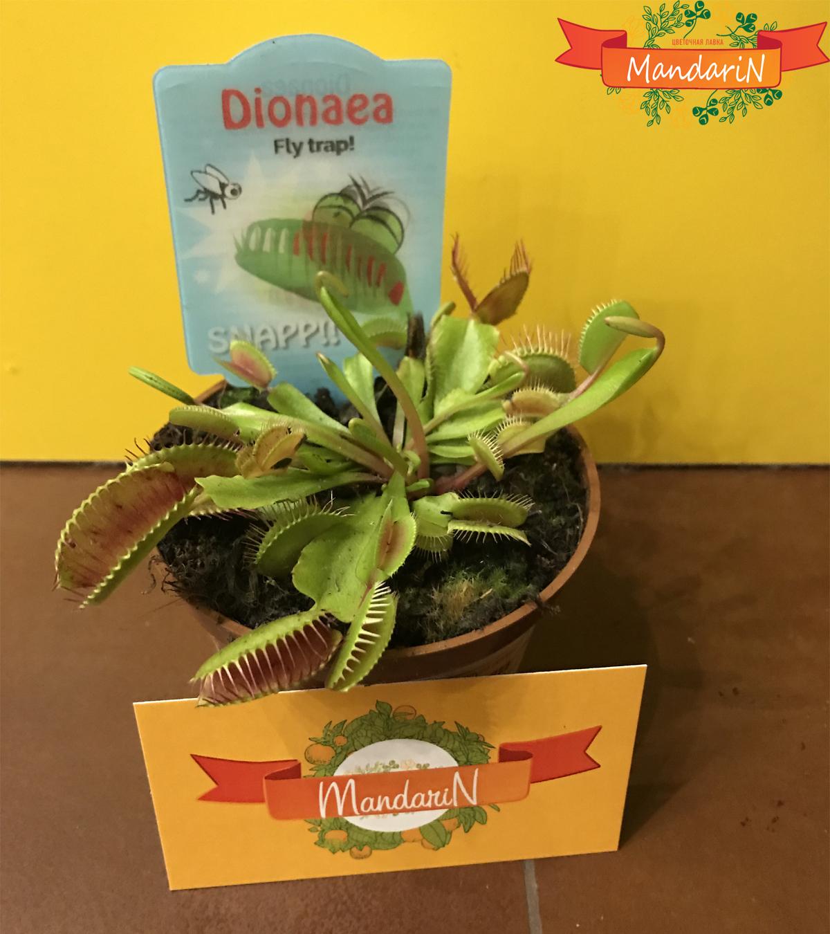 Венерина Мухоловка (лат. Dionaea muscipula)