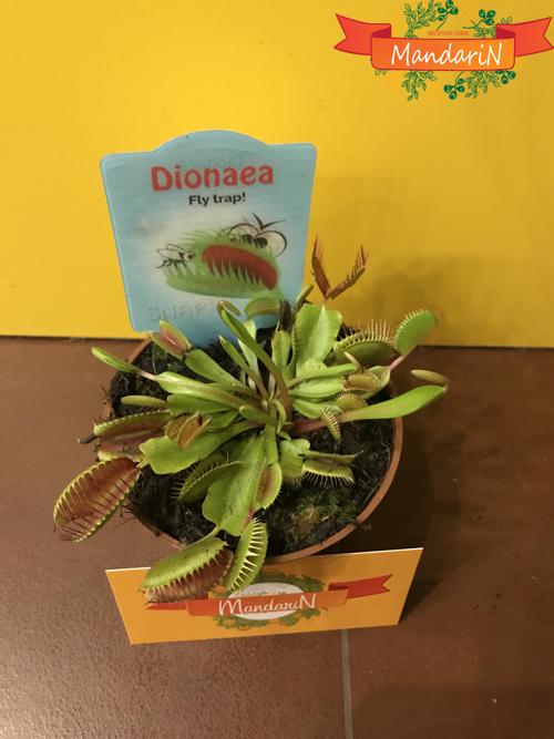 Венерина Мухоловка (лат. Dionaea muscipula) в магазине Мандарин