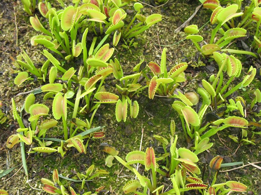 Венерина Мухоловка (лат. Dionaea muscipula) в болоте