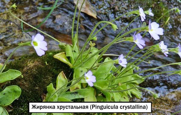 Жирянка хрустальная (Pinguicula crystallina)