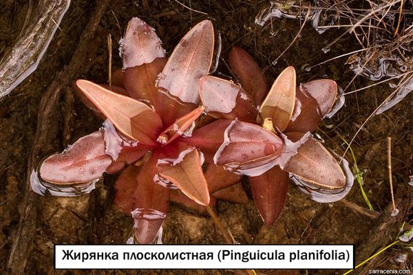 Жирянка плосколистная (Pinguicula planifolia)