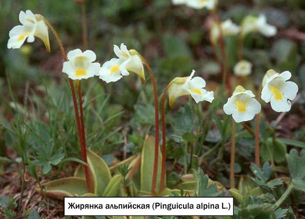 Жирянка альпийская (Pinguicula alpina L.) 