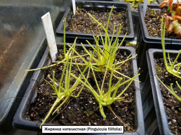 Жирянка нителистная (Pinguicula filifolia) 