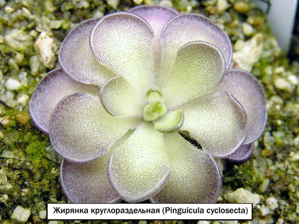 Жирянка круглораздельная (Pinguicula cyclosecta) 