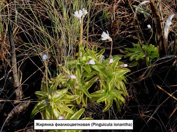 Жирянка фиалкоцветковая (Pinguicula ionantha) 