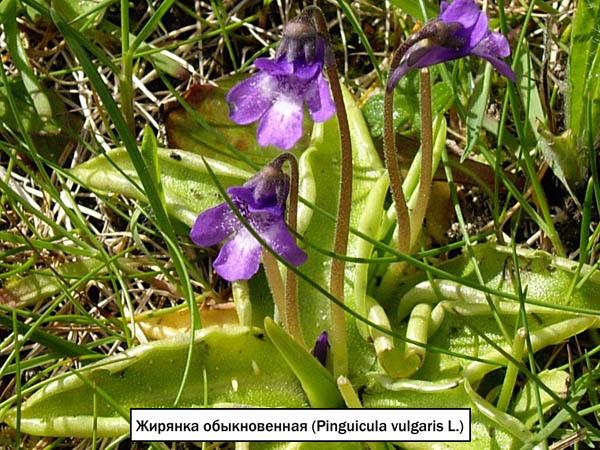 Жирянка обыкновенная (Pinguicula vulgaris L.)