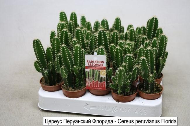 Цереус Перуанский Флорида - Cereus peruvianus Florida