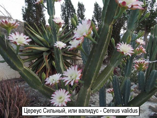 Цереус Сильный, или валидус - Cereus validus