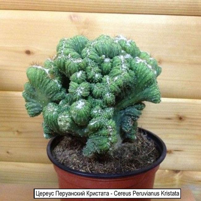 Цереус Перуанский Кристата - Cereus Peruvianus Kristata
