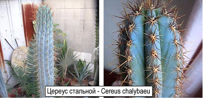Цереус стальной - Cereus chalybaeu