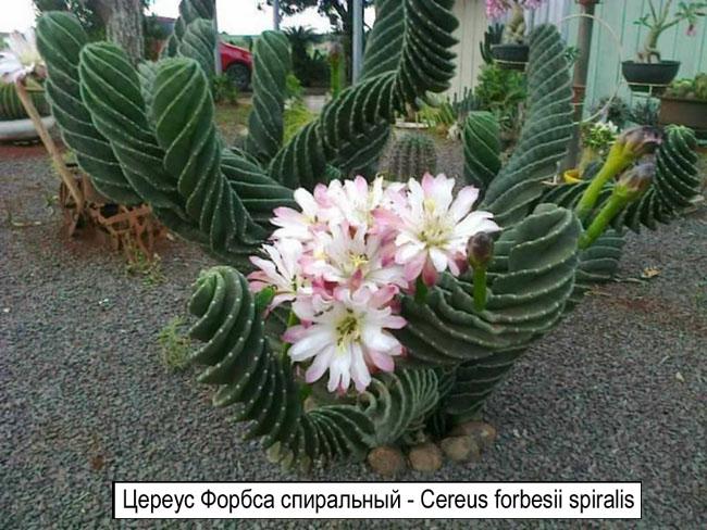 Цереус Форбса спиральный - Cereus forbesii spiralis