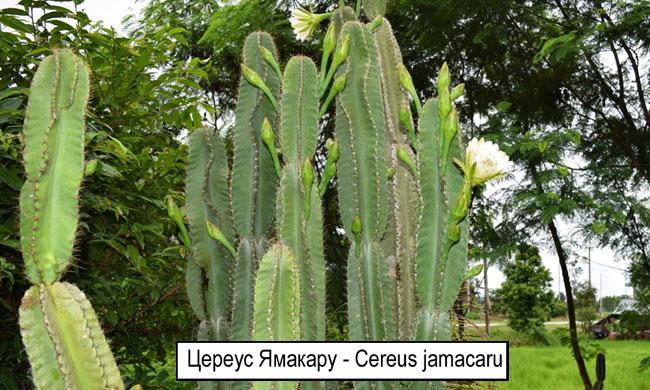 Цереус Ямакару - Cereus jamacaru