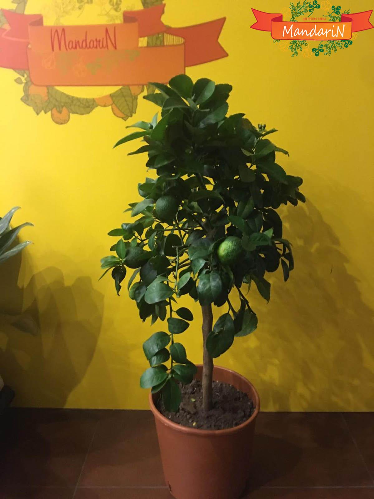 Мандариновое дерево (лат. Citrus reticulata)