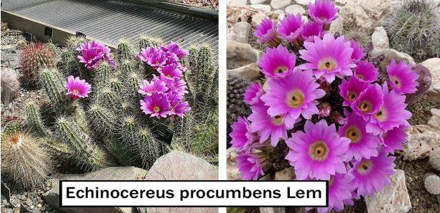 Echinocereus procumbens Lem