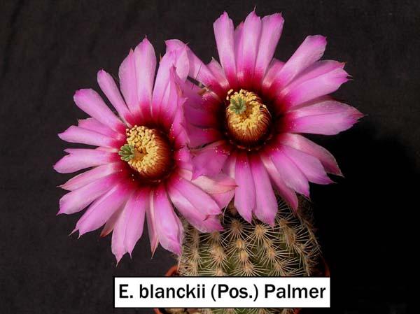 Е. blanckii (Pos.) Palmer 