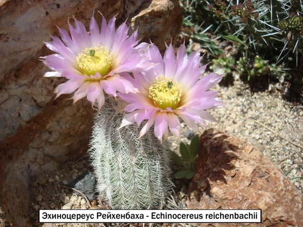 Эхиноцереус Рейхенбаха - Echinocereus reichenbachii