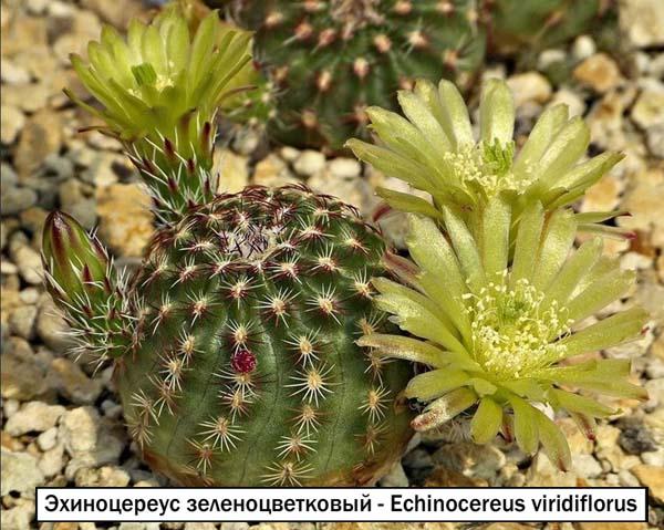 Эхиноцереус зеленоцветковый - Echinocereus viridiflorus