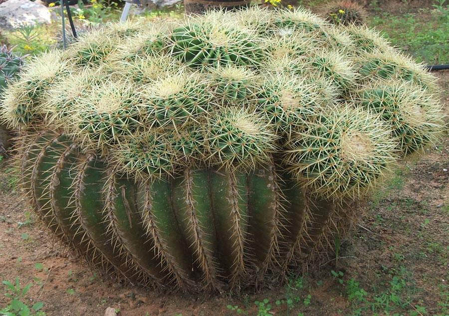 огромный Эхинокактус (лат. Echinocactus)