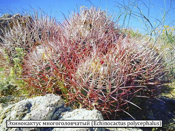 Эхинокактус многоголовчатый (Echinocactus polycephalus)
