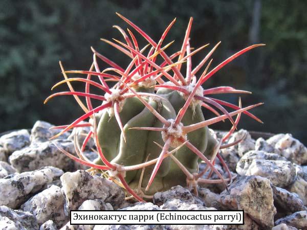 Эхинокактус парри (Echinocactus parryi)
