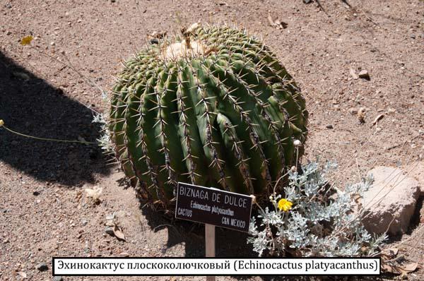 Эхинокактус плоскоколючковый (Echinocactus platyacanthus)