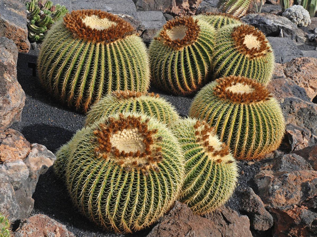 Эхинокактус (лат. Echinocactus) в природе фото