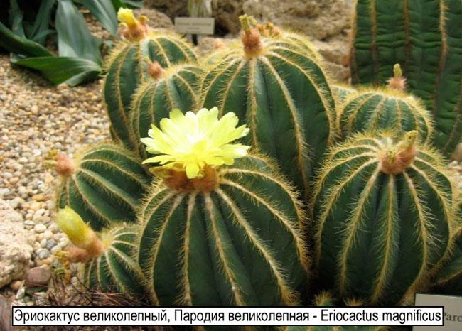 Эриокактус великолепный, Пародия великолепная - Eriocactus magnificus