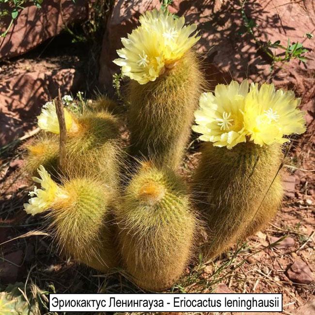 Эриокактус Ленингауза - Eriocactus leninghausii