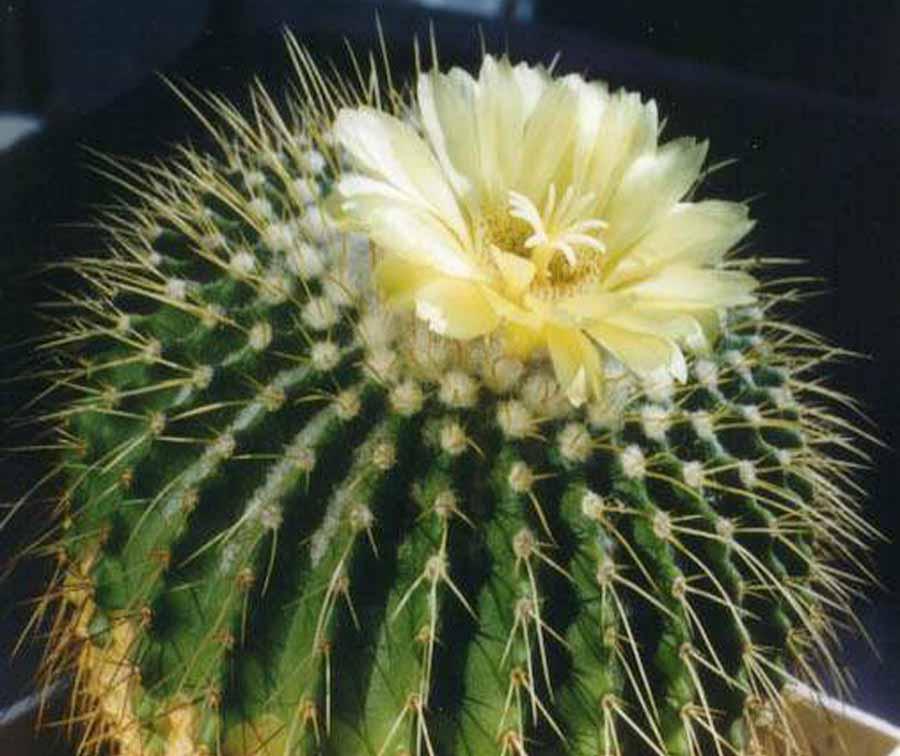 Пародия Ленингхауза, Эриокактус Ленингхауза - Eriocactus с желтым цветком