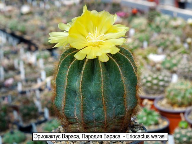Эриокактус Вараса, Пародия Вараса  - Eriocactus warasii