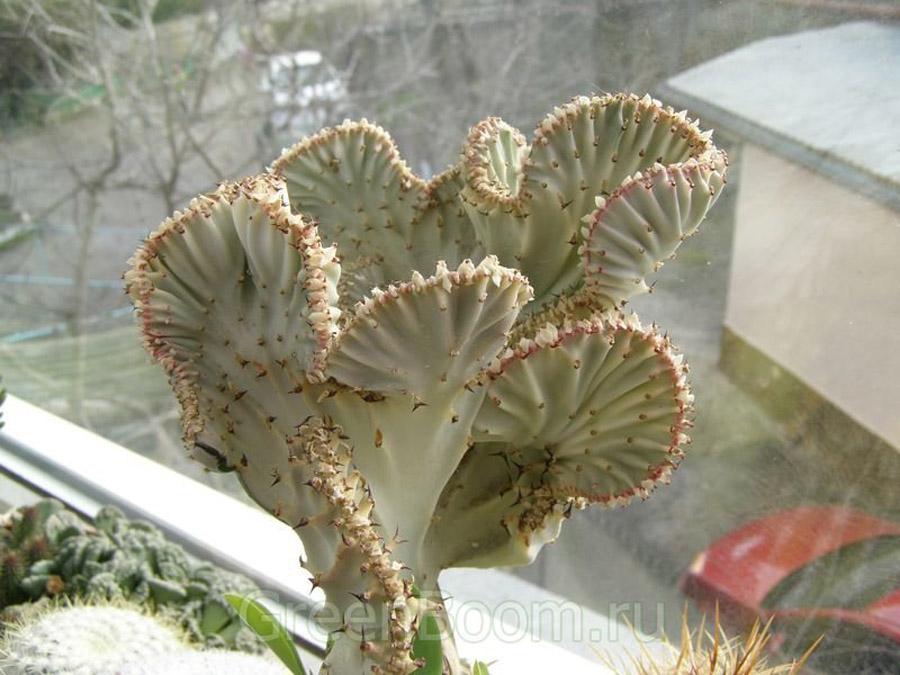 Молочай или Эуфорбия ложнокактусовый  - Euphorbia pseudocactus на окне