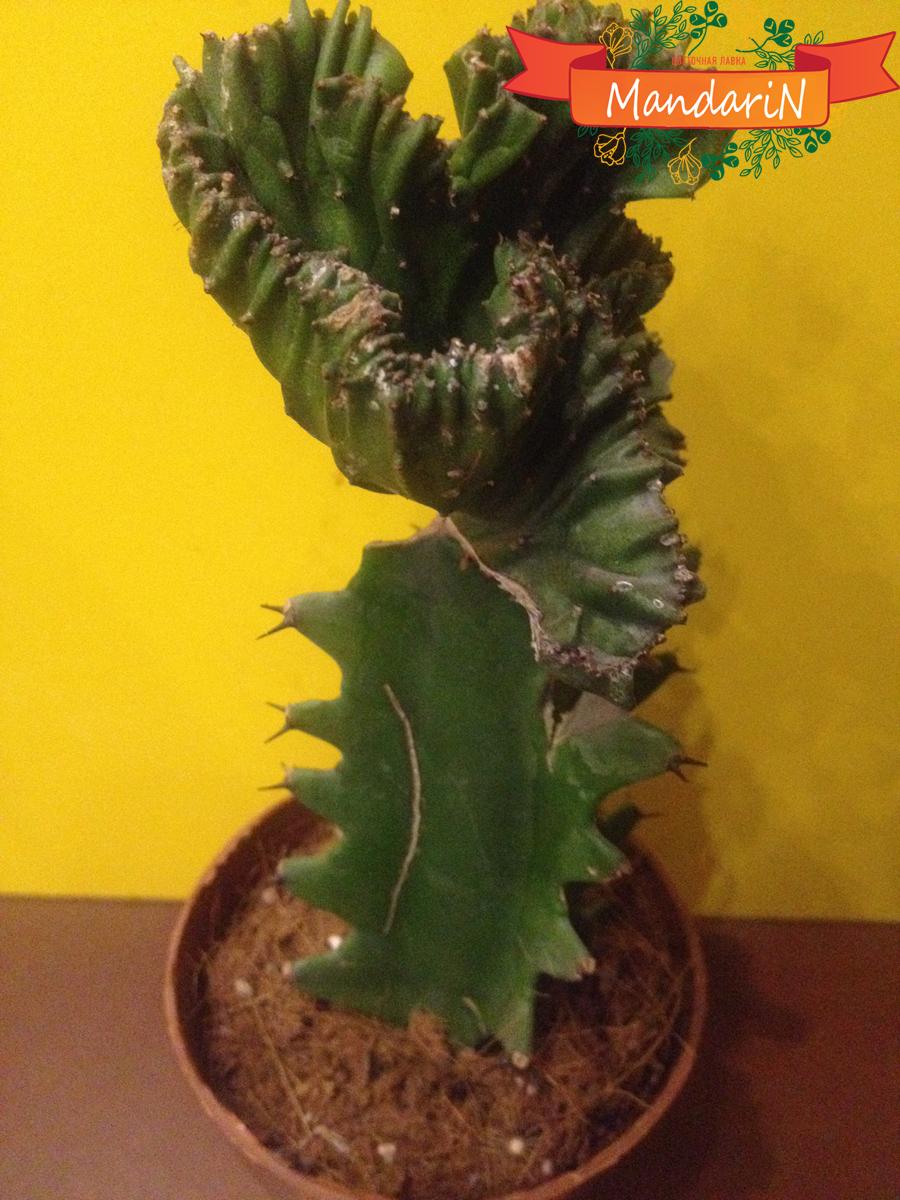 Молочай или Эуфорбия ложнокактусовый  - Euphorbia pseudocactus в магазине цветов mandarin-shop.ru d9
