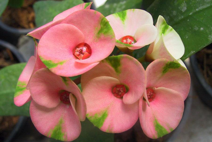 Молочай или Эуфорбия ложнокактусовый  - Euphorbia pseudocactus розовая