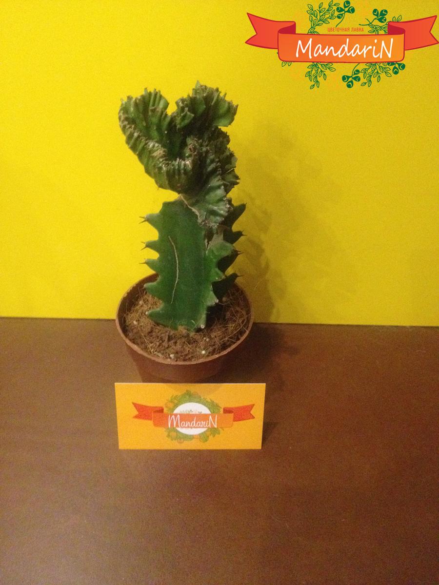 Молочай или Эуфорбия ложнокактусовый  - Euphorbia pseudocactus в магазине цветов mandarin-shop.ru H20
