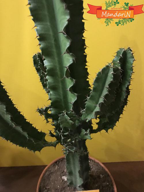 Молочай или Эуфорбия ложнокактусовый  - Euphorbia pseudocactus в магазине цветов Мандарин фото
