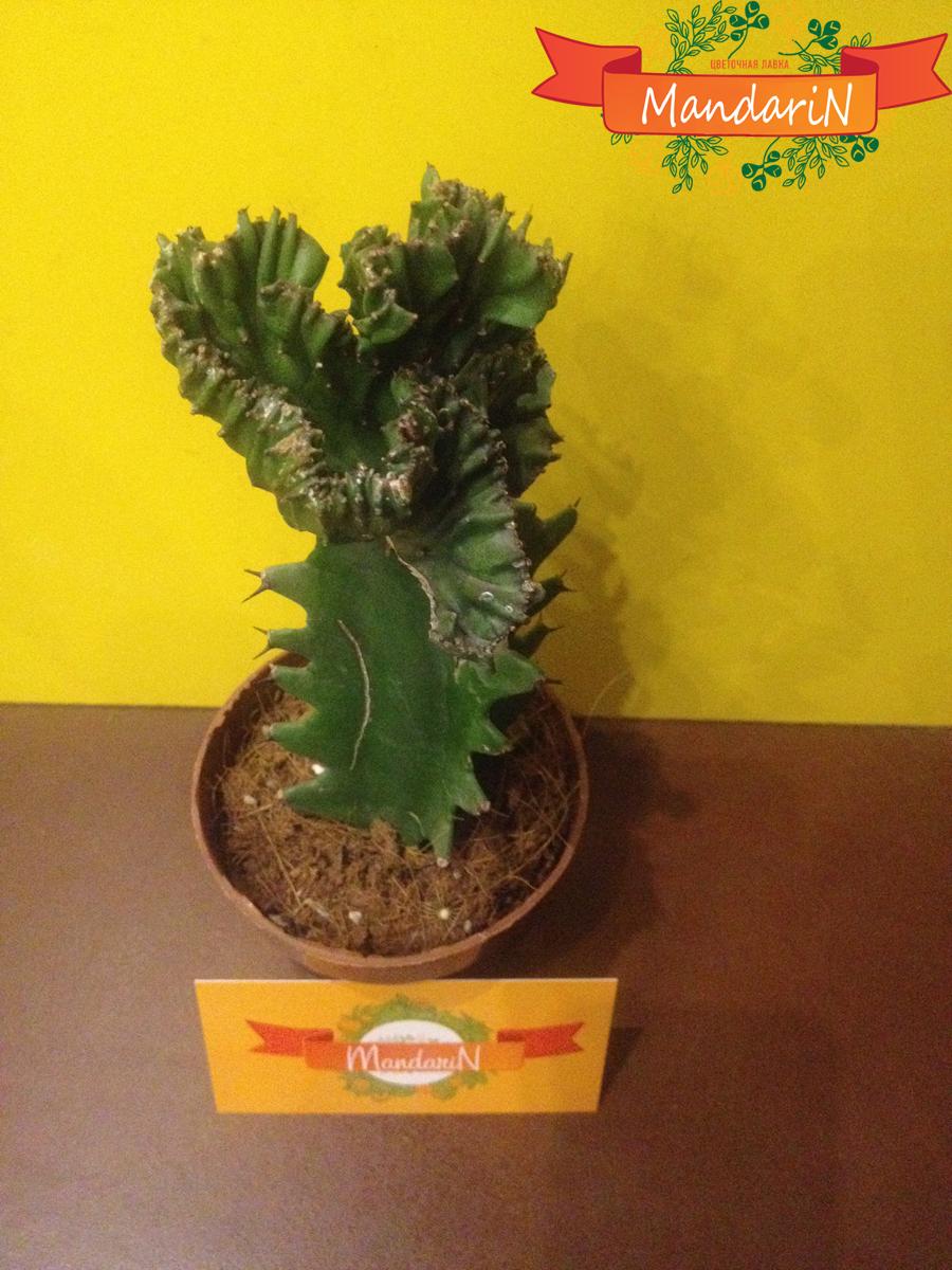 Молочай или Эуфорбия ложнокактусовый  - Euphorbia pseudocactus в магазине цветов mandarin-shop.ru фото сверху