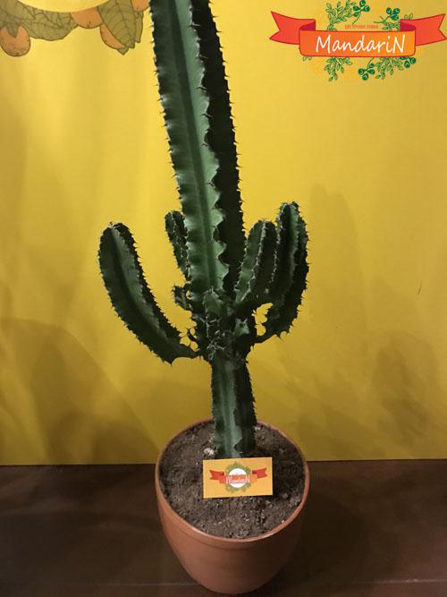 Молочай или Эуфорбия ложнокактусовый  - Euphorbia pseudocactus 70 см
