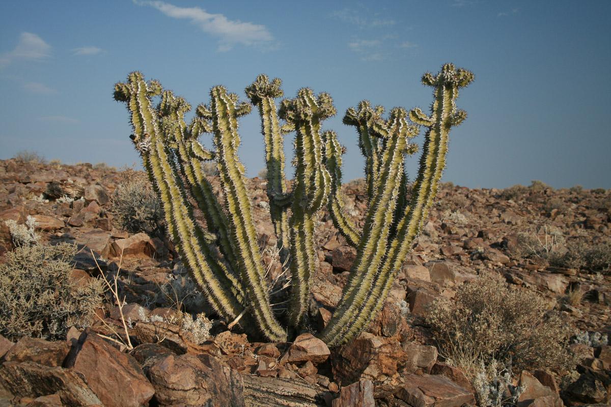 Молочай или Эуфорбия ложнокактусовый  - Euphorbia pseudocactus в пустыне