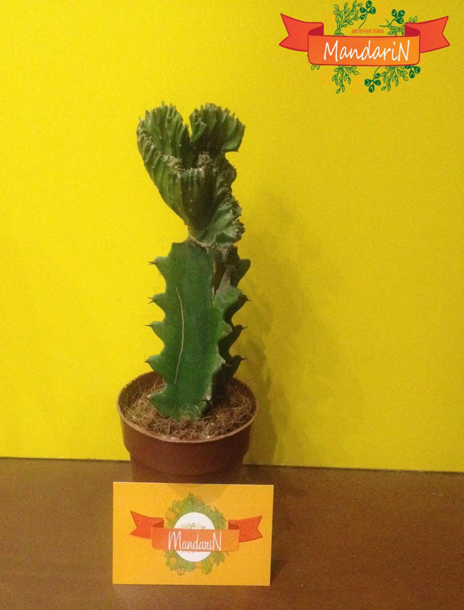 Молочай или Эуфорбия ложнокактусовый  - Euphorbia pseudocactus в магазине цветов mandarin-shop.ru купить